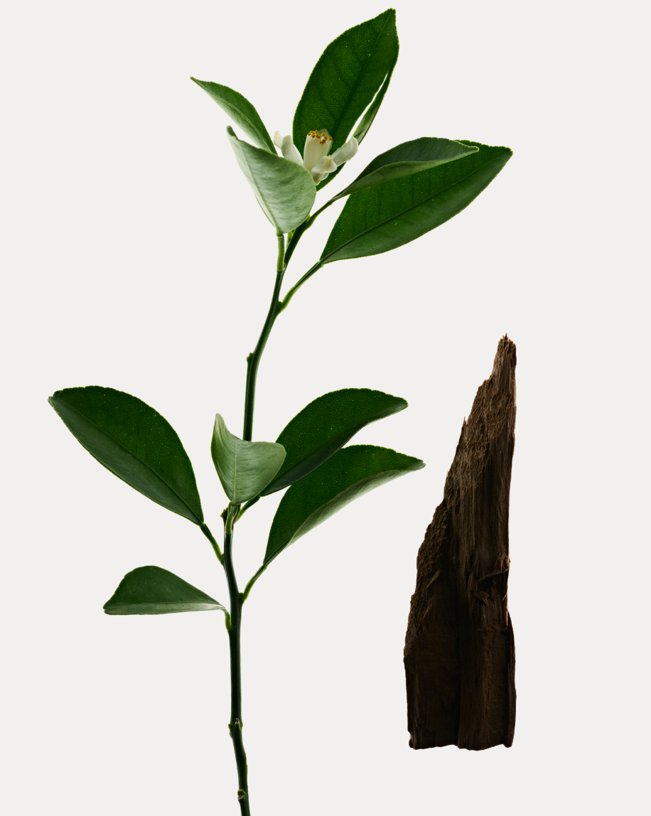 Deodorant Refill Stick